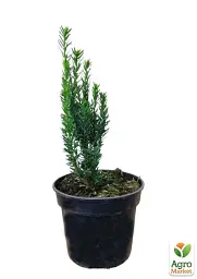 Саджанець Agro-Market Тис середній Hilliiі S3 висота 25-35 см 1 шт. в упаковці (62792) - мініатюра 2