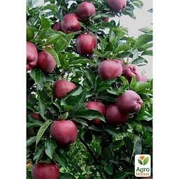 Саджанець Agro-Market Яблуня Супер Чіф укорінена в контейнері (саджанець 2 роки) (181476) - мініатюра 3