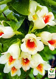 Саджанець Agro-Market Вейгела Міддендорфа (Middendorffiana) (62476) - мініатюра 3