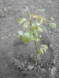 Саджанець Agro-Market Волоський горіх Ідеал (ранній термін дозрівання) 1 шт. в упаковці (26232) - мініатюра 5
