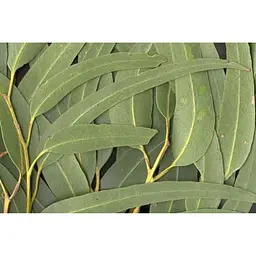Льодяники від застуди Swiss Energy Herbal Lozenges Blister 20 herbs + Eucalyptus and Menthol трав'яних льодяників - мініатюра 2
