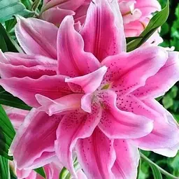 Лілія Розовидна «Roselily Julia» (72299) 1 шт