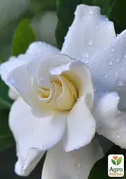 Саджанець Agro-Market Гарденія жасминовидная The first love (Gardenia jasminoides) (52634) - мініатюра 2