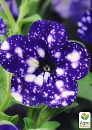 Петунія ампельна "Special Blue Splash" (контейнер №10 висота 10-15см) (49132) 1 саженец - мініатюра 3