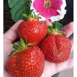 Саджанець Agro-Market Полуниця Гігант джорнея 5шт (середньо-ранній термін дозрівання, високоврожайний сорт) (37309) - мініатюра 10