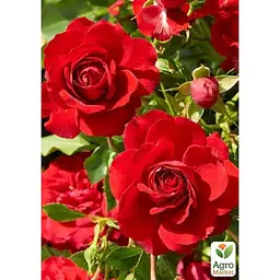 Троянда плетиста Agro-Market Grand Award саджанець класу АА+ вищий сорт 1 шт. в упаковці (178147) - мініатюра 3