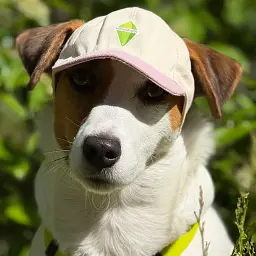 Бейсболка для собак Hat-Dog Sims рожева (M) - мініатюра 2