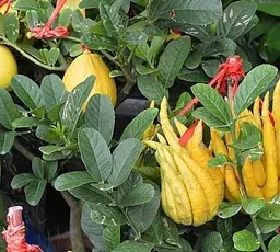 Саджанець Agro-Market Цитрон Пальци Будди (44375) 1 шт. в упаковці - мініатюра 2