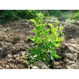 Саджанець Agro-Market Ожина (супер рання!) Оушито (Ouachita) 1 шт. в упаковці (43977) - мініатюра 3