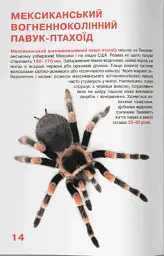 Велика книжка. Павуки - Олег Зав'язкин - мініатюра 5