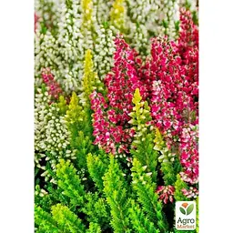 Саджанець Agro-Market Верес вічнозелений мікс сортів (179895) 1 шт. в упаковці - мініатюра 4