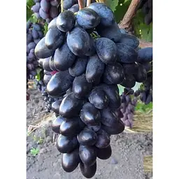 Саджанець Agro-Market Виноград Велика (середньо-ранній термін дозрівання) 1 шт. в упаковці (38125) - мініатюра 3