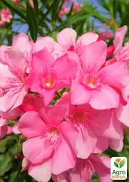 Саджанець Agro-Market Олеандр 3-х річний Greta (висота 60-80см) (181471) - мініатюра 3