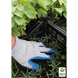 Саджанець Agro-Market Ялиця Нордмана (Nordmanniana) горщик P9 (38186) - мініатюра 2