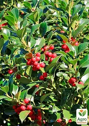 Саджанець Agro-Market Падуб мезерва Heckenpracht вазон Р9 (178884) - мініатюра 4