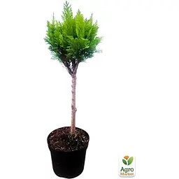 Саджанець Agro-Market Кипарисовик на штамбі 3-х річний Gold Vormen (40-60см) (63001) - мініатюра 2