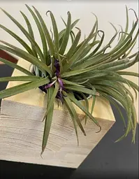 Саджанець Agro-Market Тілландсія Іонанта (Tillandsia Ionantha) атмосферна 1 шт. в упаковці (52061) - мініатюра 6