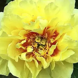 Півонія ІТО "Yellow crown" 1 шт (38272) (Корневище)