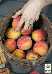 Саджанець Agro-Market Персик Роял Ві (літній сорт, середній термін дозрівання) 1 шт. в упаковці (21368) - мініатюра 2