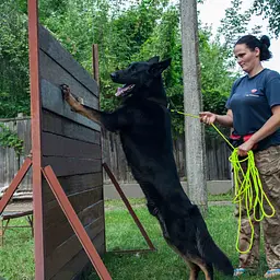Повідець для собак Barksi Active тренувальний 10.3 м х 0.7 см салатовий - мініатюра 10