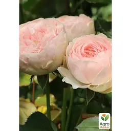 Троянда штамбова Agro-Market Менсвілд Парк Mansfield Park саджанець класу АА+ 1 шт. в упаковці (182857) - мініатюра 3