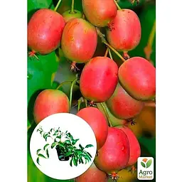 Саджанець Agro-Market Актинідія 2-х річна аргута Вейкі (міні-ківі, морозостійкий сорт) вазон С1 (179778) 1 шт. - мініатюра 4