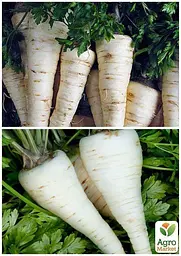 Насіння Agro-Market Петрушка коренева на вагу ціна за 5 г (13349) - мініатюра 4