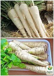 Насіння Agro-Market Петрушка коренева Берлінська на вагу ціна за 5 г (22069) - мініатюра 3