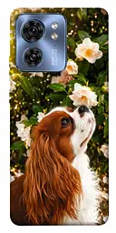 TPU чохол Demsky Flower spaniel для Motorola Edge 40