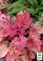 Саджанець Agro-Market Гейхера (Heuchera) Georgia Peach С1 (висота 15-30см) (154091) - мініатюра 3