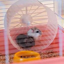 Клітка Ferplast Cage Criceti 9 Princess для хом`яків - мініатюра 7