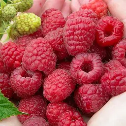 Малина Agro-Market "Марастар" (ремонтантний крупноплідний сорт, французької селекції) 1-річний саджанець (189501) 1 шт в упаковці - мініатюра 2