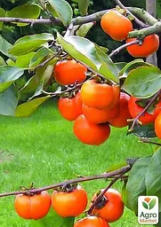 Саджанець Agro-Market Хурма Волове серце на віргінській морозостійкій підщепі 1 шт. в упаковці (26255) - мініатюра 6
