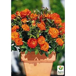 Саджанець Agro-Market Троянда дрібноквіткова (спрей) Літня пора (Summer season) (клас АА +) (45968) 1 шт. - мініатюра 2