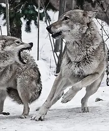 Animal. The Definitive Visual Guide - мініатюра 5