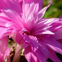 Колхікум "Waterlily" 1 шт (17301)