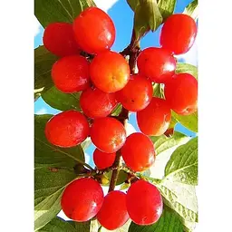 Саджанець Agro-Market Кизил Кораловий рожевий 1 шт. в упаковці (35872) - мініатюра 2