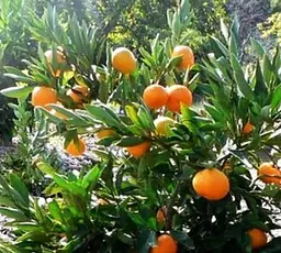 Саджанець Agro-Market Мандарин Міагаве Васе (45375) 1 шт. в упаковці - мініатюра 2