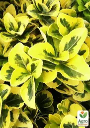 Саджанець Agro-Market Бересклет Японський Aureomarginata (52062) - мініатюра 2