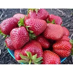 Саджанець Agro-Market Полуниця Венді (Wendy) 5шт (ультраранній термін дозрівання) (25731) - мініатюра 7