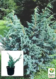 Саджанець Agro-Market Ялівець лусковий 3-річний Maeri S3 висота 30-40 см 1 шт. в упаковці (62789) - мініатюра 2