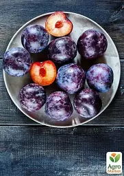 Саджанець Agro-Market Слива Блю Фрі (осінній сорт, пізній термін дозрівання) 1 шт. в упаковці (15795) - мініатюра 3