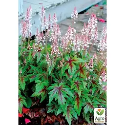 Саджанець Agro-Market Тіарелла серцелиста Pink Skyrocket вазон С2 (153741) 1 шт. в упаковці - мініатюра 2