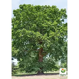 Саджанець Agro-Market Дуб північний Лорд Сноу (швидкозростаючий довгожитель) (177472) - мініатюра 4