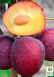 Саджанець Agro-Market Слива Ренклод Карбишева (літній сорт, ранній термін дозрівання) 1 шт. в упаковці (25932) - мініатюра 2