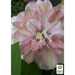 Саджанець Agro-Market Клематис Innocent Blush (повторноквітучий сорт) (38362) 1 шт. в упаковці - мініатюра 5