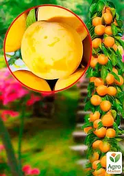 Саджанець Agro-Market Слива колоновидна Жовта 1 шт. в упаковці (52706) - мініатюра 2