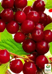 Саджанець Agro-Market Вишня Чудо вишня (Черевишня) гібрид черешня + вишня (літній сорт, ранній термін дозрівання) 1 шт. в упаковці (17576) - мініатюра 2