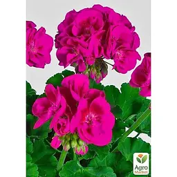 Саджанець Agro-Market Пеларгонія зональна Flower Fairy Berry (180057) 1 шт. в упаковці - мініатюра 3