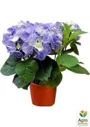 Саджанець Agro-Market LMTD Гортензія крупнолиста квітуча 3-х річна Early Blue (35-40см) (62359) - мініатюра 2